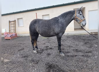 PRE Croisé, Jument, 5 Ans, 172 cm, Isabelle