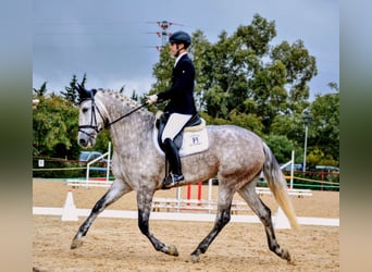 PRE, Jument, 5 Ans, 175 cm, Gris pommelé