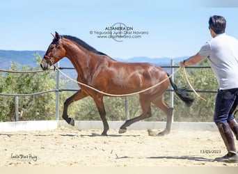 PRE Croisé, Jument, 5 Ans, 177 cm, Bai