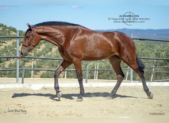 PRE Croisé, Jument, 5 Ans, 177 cm, Bai