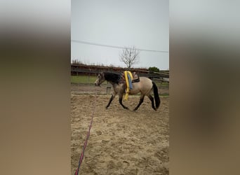 PRE Croisé, Jument, 5 Ans, Isabelle