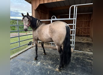 PRE Croisé, Jument, 5 Ans, Isabelle