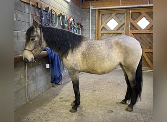 PRE Croisé, Jument, 5 Ans, Isabelle