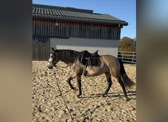 PRE Croisé, Jument, 5 Ans, Isabelle