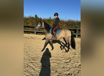 PRE Croisé, Jument, 5 Ans, Isabelle