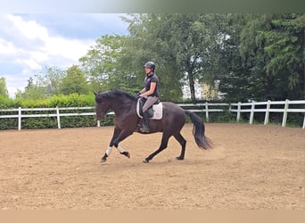 PRE Croisé, Jument, 6 Ans, 155 cm, Noir