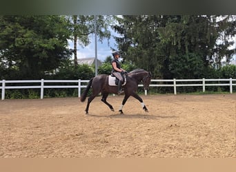 PRE Croisé, Jument, 6 Ans, 155 cm, Noir