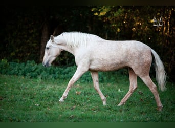 PRE, Jument, 6 Ans, 155 cm, Palomino