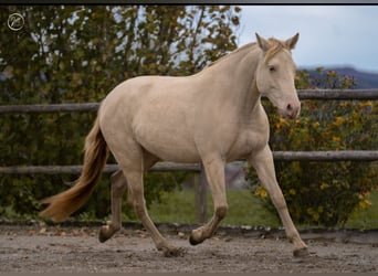 PRE, Jument, 6 Ans, 156 cm, Perlino