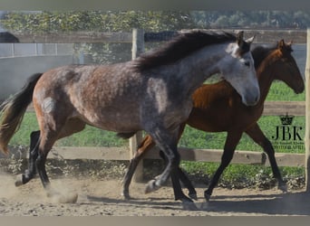 PRE, Jument, 6 Ans, 158 cm, Gris (bai-dun)