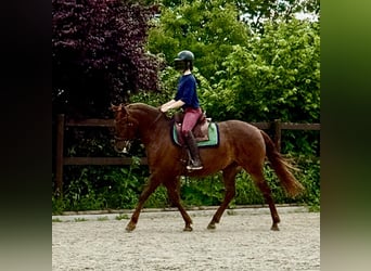 PRE, Jument, 6 Ans, 160 cm, Alezan