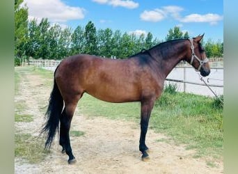 PRE Croisé, Jument, 6 Ans, 160 cm, Bai cerise