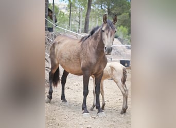 PRE, Jument, 6 Ans, 160 cm, Buckskin