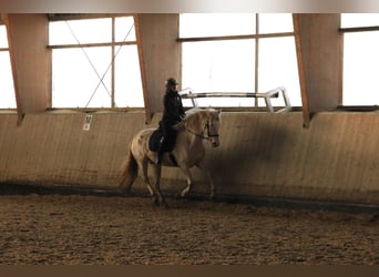 PRE Croisé, Jument, 6 Ans, 160 cm, Perlino