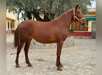 PRE Croisé, Jument, 6 Ans, 161 cm, Alezan brûlé