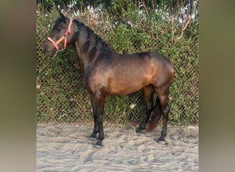 PRE Croisé, Jument, 6 Ans, 162 cm, Bai