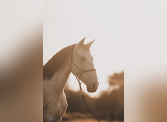 PRE Croisé, Jument, 6 Ans, 162 cm, Gris