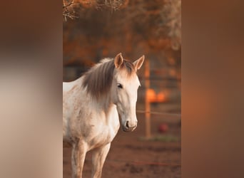 PRE Croisé, Jument, 6 Ans, 162 cm, Gris