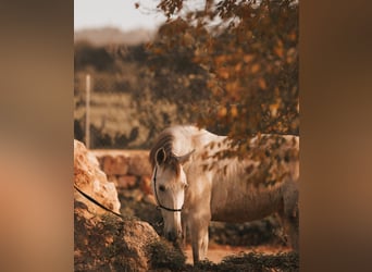 PRE Croisé, Jument, 6 Ans, 162 cm, Gris