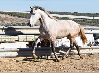 PRE, Jument, 6 Ans, 162 cm, Gris