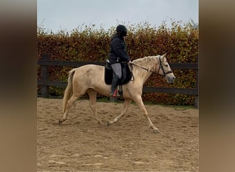 PRE Croisé, Jument, 6 Ans, 162 cm, Palomino