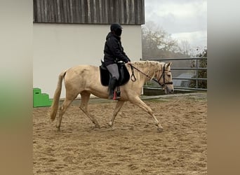 PRE Croisé, Jument, 6 Ans, 162 cm, Palomino