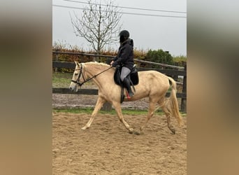 PRE Croisé, Jument, 6 Ans, 162 cm, Palomino