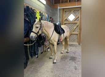 PRE Croisé, Jument, 6 Ans, 162 cm, Palomino