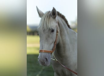 PRE Croisé, Jument, 6 Ans, 162 cm, Perle