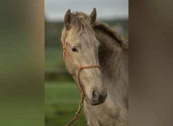 PRE Croisé, Jument, 6 Ans, 162 cm, Perle