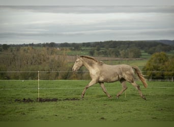 PRE Croisé, Jument, 6 Ans, 162 cm, Perle