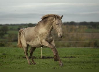 PRE, Jument, 6 Ans, 162 cm, Perle