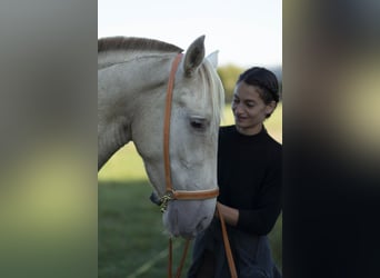 PRE Croisé, Jument, 6 Ans, 162 cm, Perle