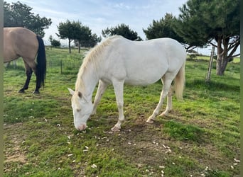 PRE Croisé, Jument, 6 Ans, 162 cm, Perlino