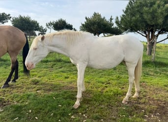 PRE Croisé, Jument, 6 Ans, 162 cm, Perlino