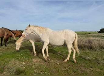 PRE Croisé, Jument, 6 Ans, 162 cm, Perlino
