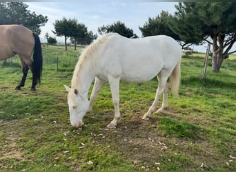 PRE Croisé, Jument, 6 Ans, 162 cm, Perlino
