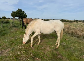 PRE Croisé, Jument, 6 Ans, 162 cm, Perlino