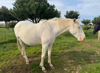 PRE Croisé, Jument, 6 Ans, 162 cm, Perlino