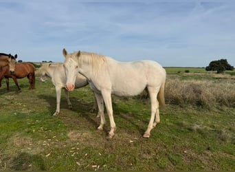 PRE Croisé, Jument, 6 Ans, 162 cm, Perlino