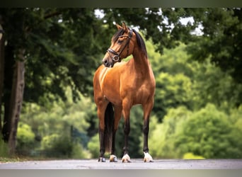 PRE Croisé, Jument, 6 Ans, 163 cm, Bai