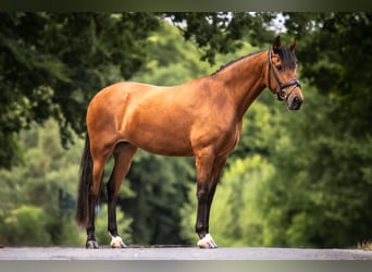 PRE Croisé, Jument, 6 Ans, 163 cm, Bai