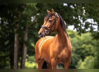 PRE Croisé, Jument, 6 Ans, 163 cm, Bai