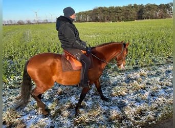 PRE Croisé, Jument, 6 Ans, 163 cm, Bai