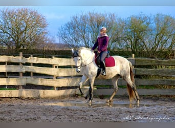 PRE Croisé, Jument, 6 Ans, 163 cm, Gris