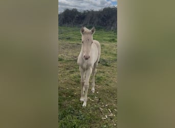 PRE Croisé, Jument, 6 Ans, 163 cm, Perlino