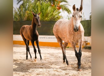 PRE Croisé, Jument, 6 Ans, 164 cm, Aubère