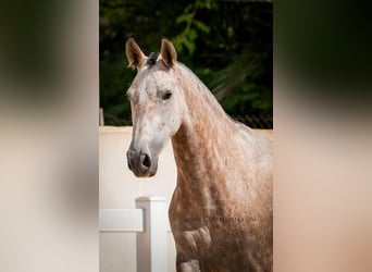 PRE Croisé, Jument, 6 Ans, 164 cm, Aubère