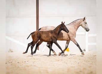 PRE Croisé, Jument, 6 Ans, 164 cm, Aubère