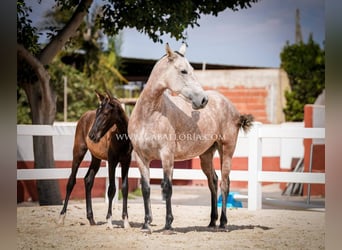 PRE Croisé, Jument, 6 Ans, 164 cm, Aubère